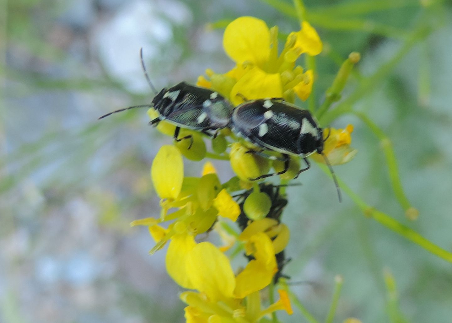 Uova di Eurydema?  S, cfr. E. ventralis